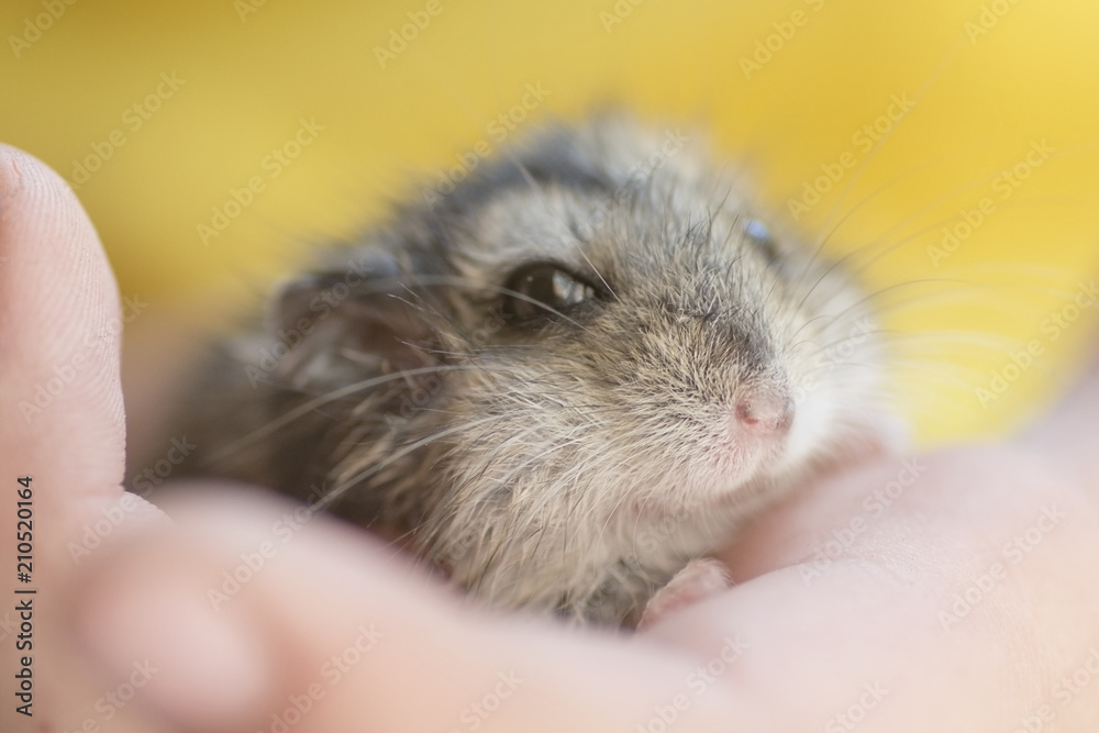 Grey dwarf hamster Gray Hamster macro, stands hairy, fur, stands