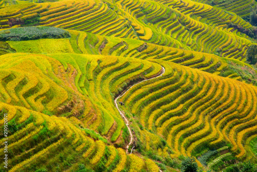 Longji Rice Terraces