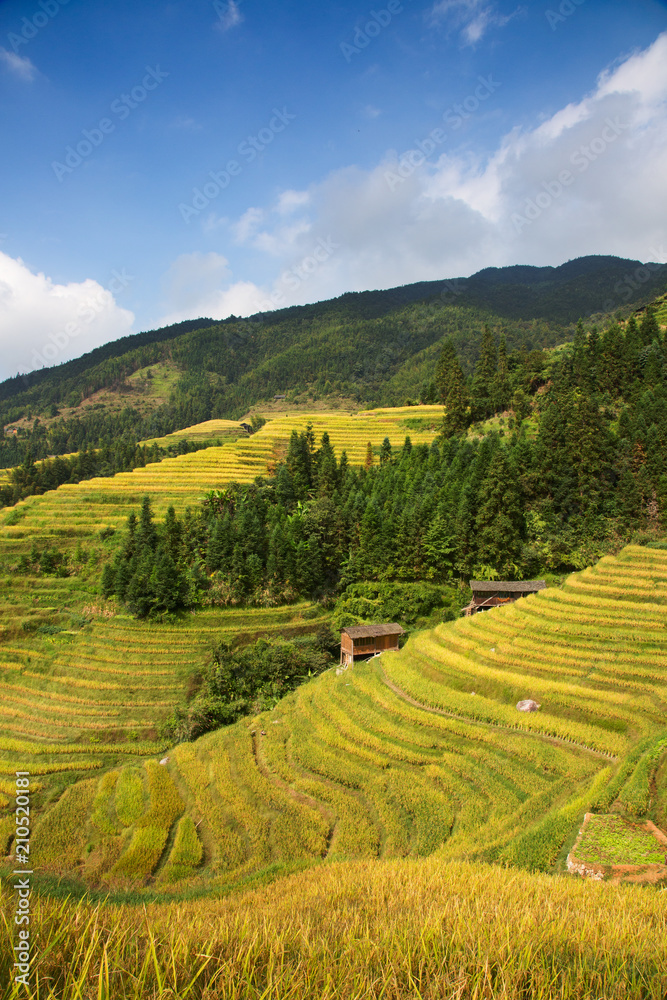 Fototapeta premium Longji Rice Terraces