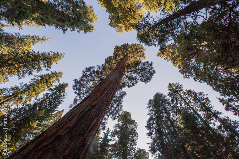 Fototapeta premium Sunset in Sequoia national park in California, USA