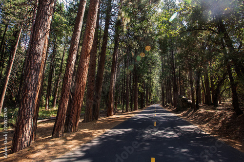 Sunset in Sequoia national park in California, USA