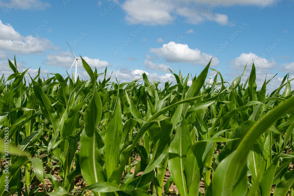 Fototapeta premium agriculture
