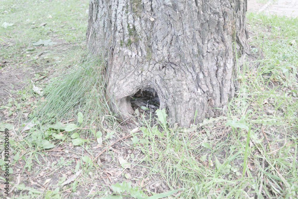 tree, nature, forest, spruce, grass, Park, trees, summer, forest, bark, plant, root, environment, outdoor, brown, hollow tree, nature, forest, spruce, grass, Park, trees, summer, forest, bark, plant, root, environment, outdoor, brown, hollow