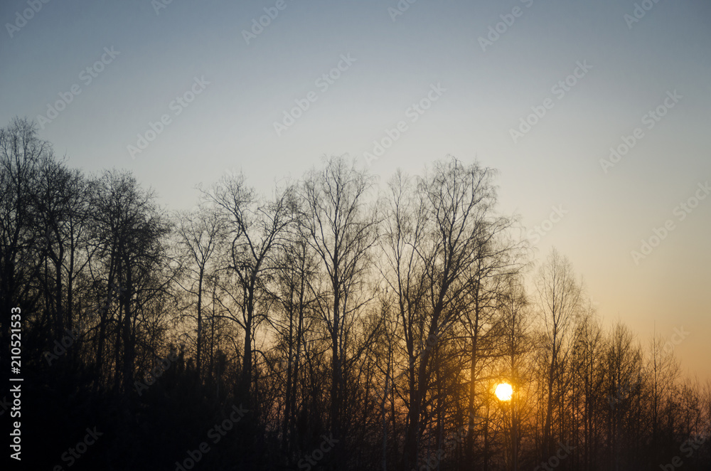 Sunset and silhouettes of trees