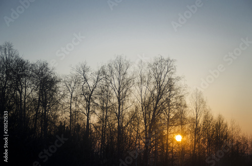 Sunset and silhouettes of trees