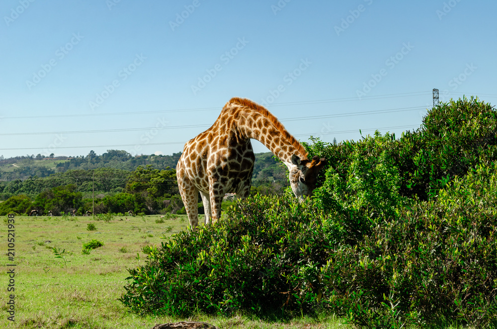 Fototapeta premium Giraffe eating leaves, Giraffe standing next to bush and eating, Game park, South Africa