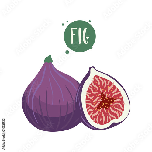 Hand-drawn illustrations of fig fruits. Sliced and whole cartoon Fig. Template for your design.