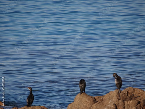 Cormorans face à la mer en Corse  photo