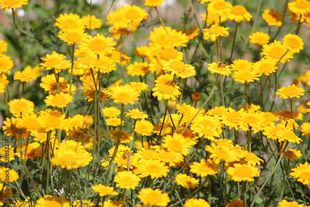 Flowers of Cota tinctoria or yellow chamomile
