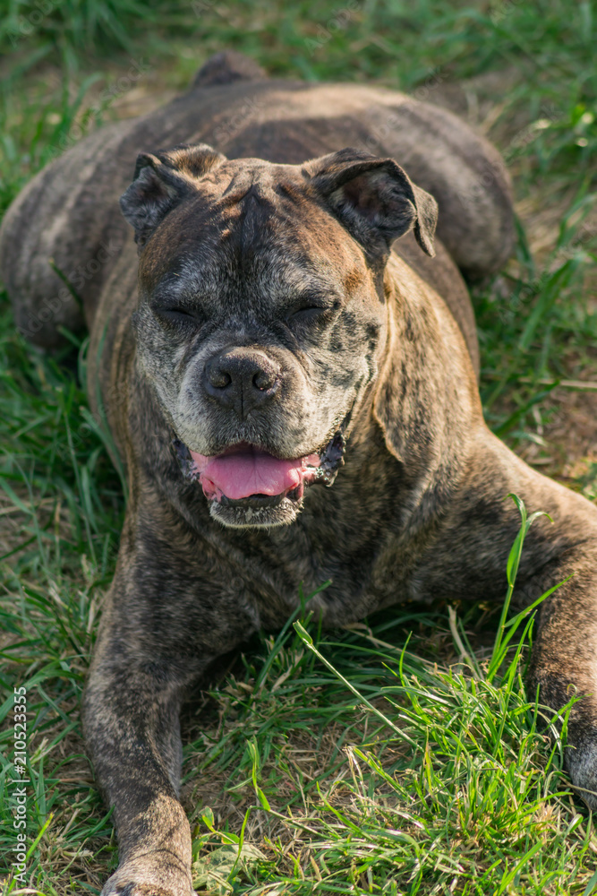 old german boxer resting on grass outdoors old german boxer resting on grass outdoors