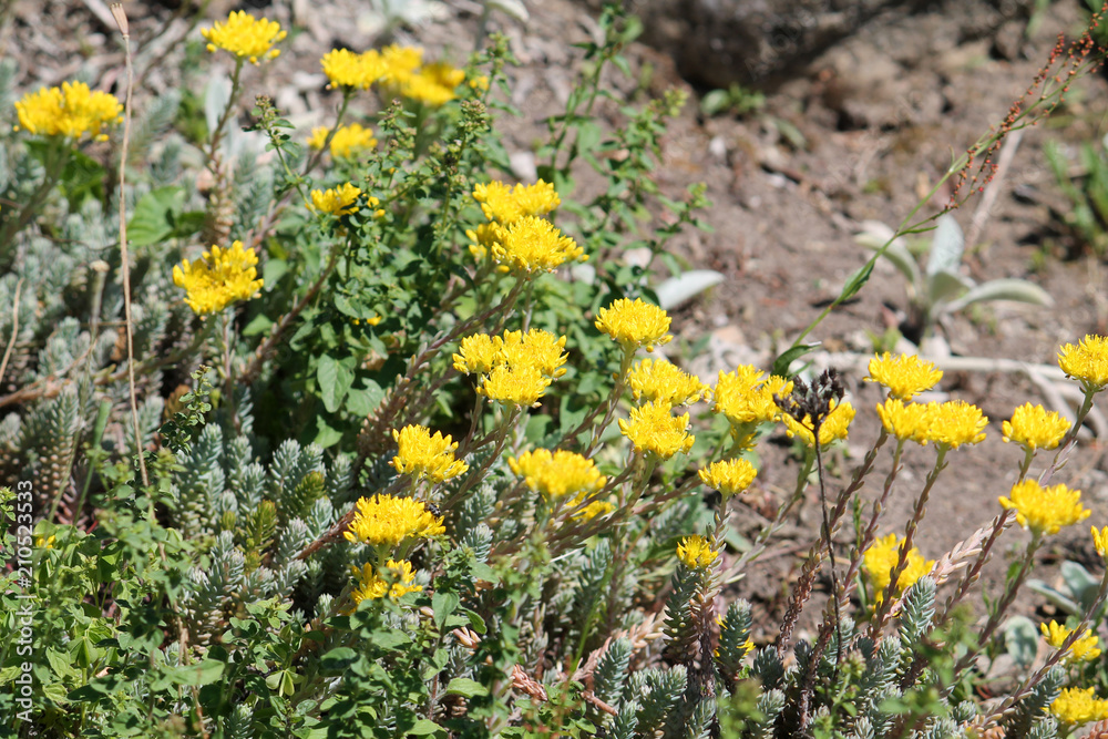 Yellow flowers of Sedum reflexum or reflexed stonecrop