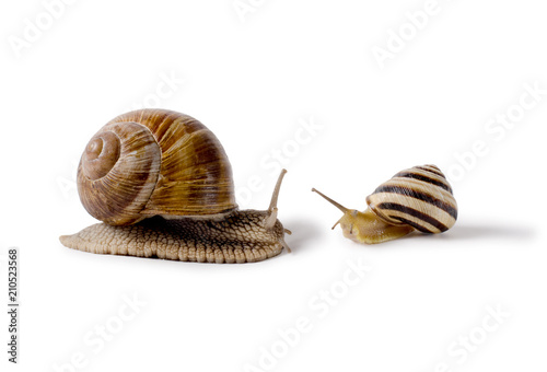 Burgundy snail, and small Snail, Helix pomatia, edible mollusk. Snails isolated against white Background.