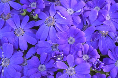 Fleurs Violettes 5