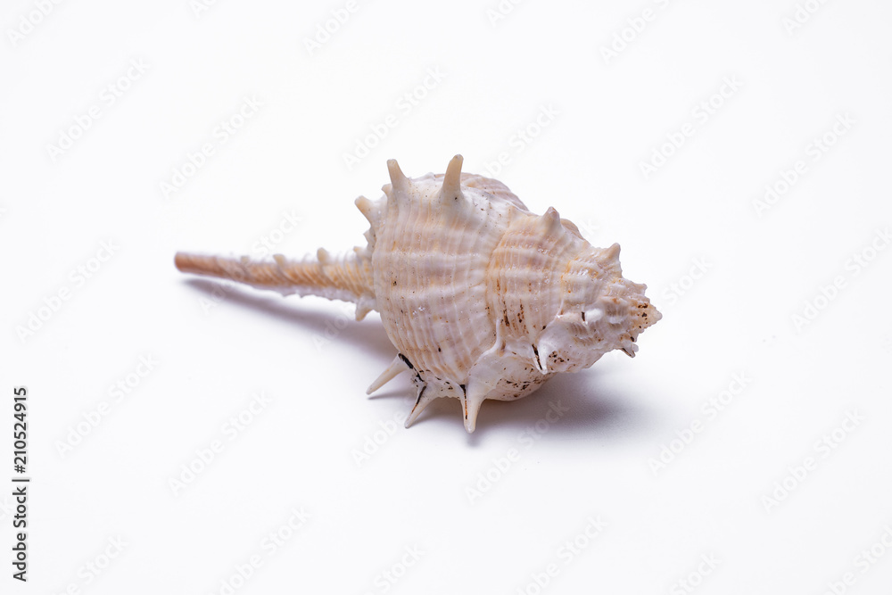 snail shells isolated on white background. snail shells isolated on white background.