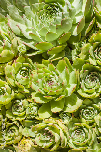 Sempervivum is a flowering plant in the Crassulaceae family, commonly known as houseleeks. Other common names include liveforever and hen and chicks. Green plants in a dry and sunny area.