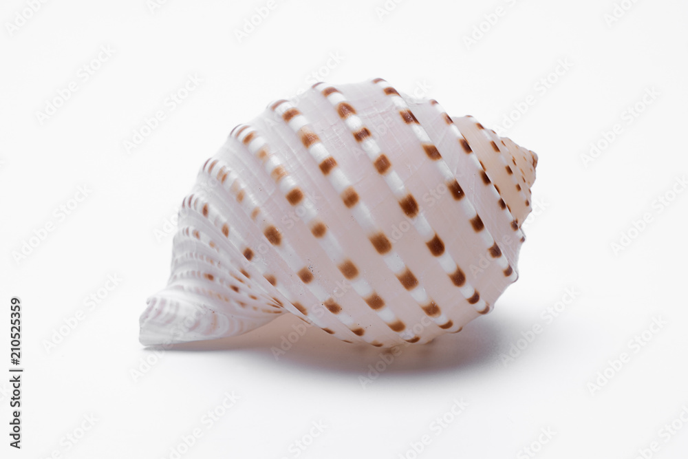 snail shells isolated on white background.