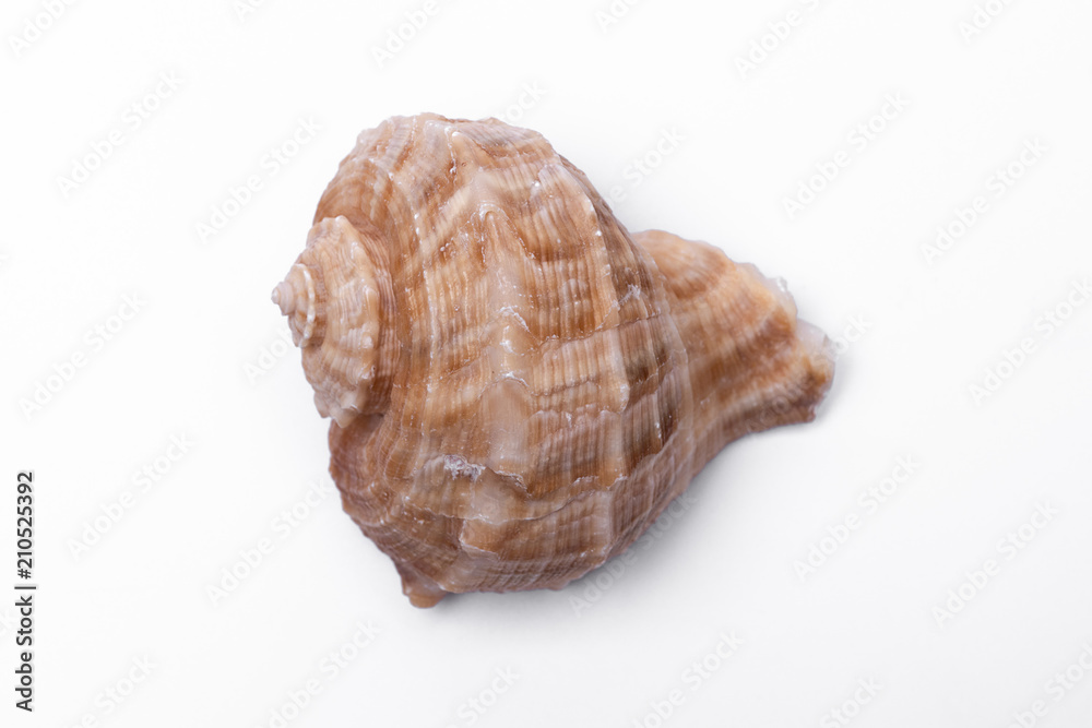 snail shells isolated on white background.