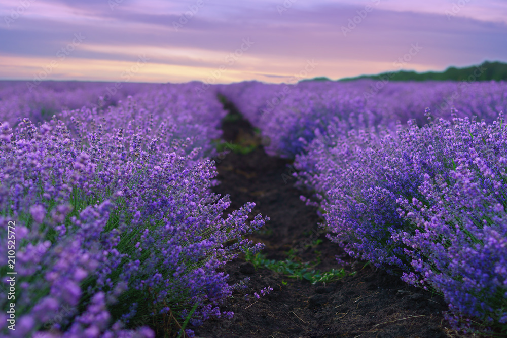 Lavender flowers in rows on lavender field.