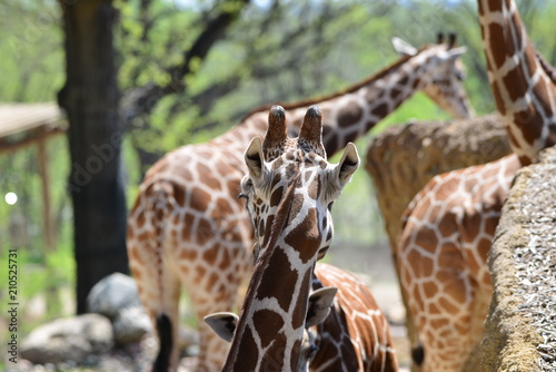 Photography Giraffe in a zoo