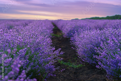 Lavender flowers in rows on lavender field.
