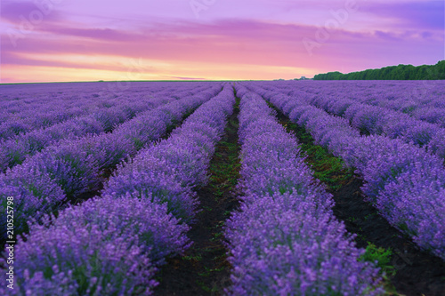 Landscape blooming lavender field at summer sunset.
