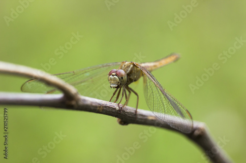 dragonfly at bushes © nkumarm