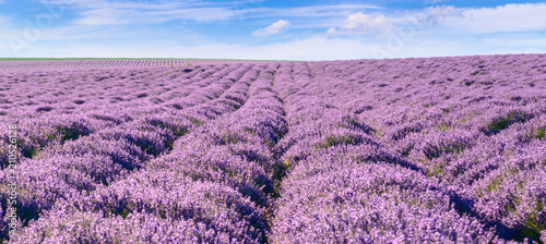 Panoramic view of blooming lavender feeld. photo