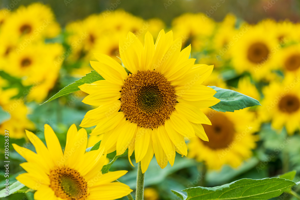 Sunflower Sunflower