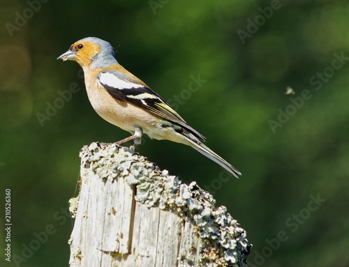 Chaffinch - Fringilla Coelabs