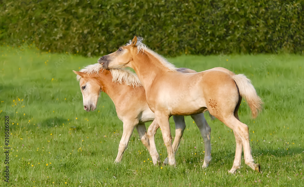 Haflinger horses two foals playing in a meadow Haflinger horses two foals playing in a meadow
