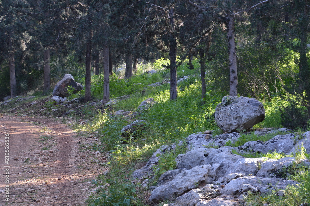The blossoming path The blossoming path