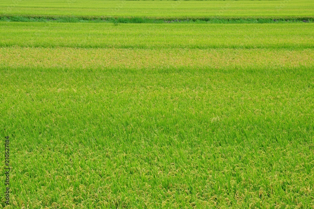 Rice field in Taiwan Rice field in Taiwan