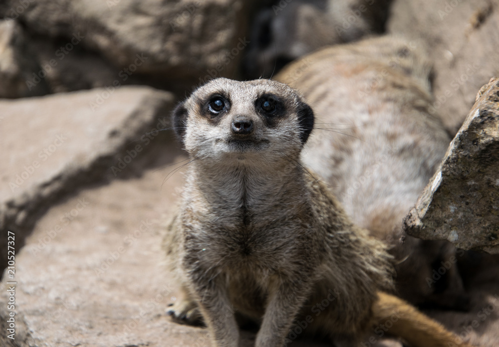 Fototapeta premium Meerkat close up, portrait. meerkat looking at the spectator