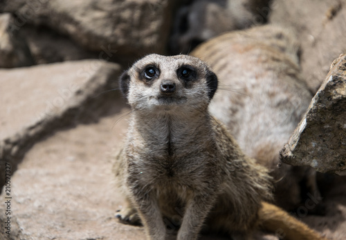 Meerkat close up, portrait. meerkat looking at the spectator © Nikole Kelly Hill 