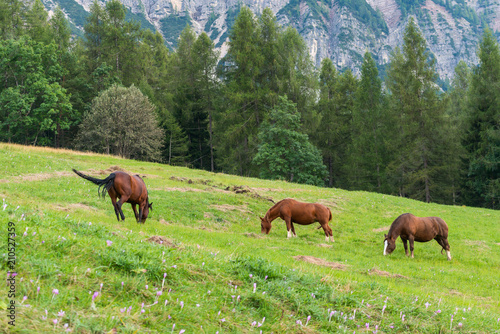 Beautiful horses in an alpine meadow with flowering crocuses, Italy
