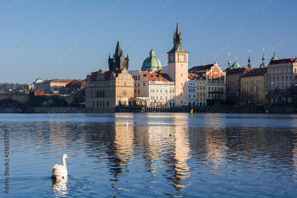 Fototapeta premium Swans. The Vltava River, Prague.