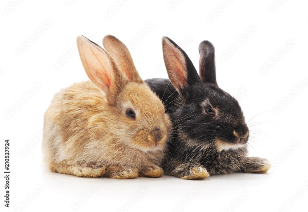 Two small rabbits. Two small rabbits.