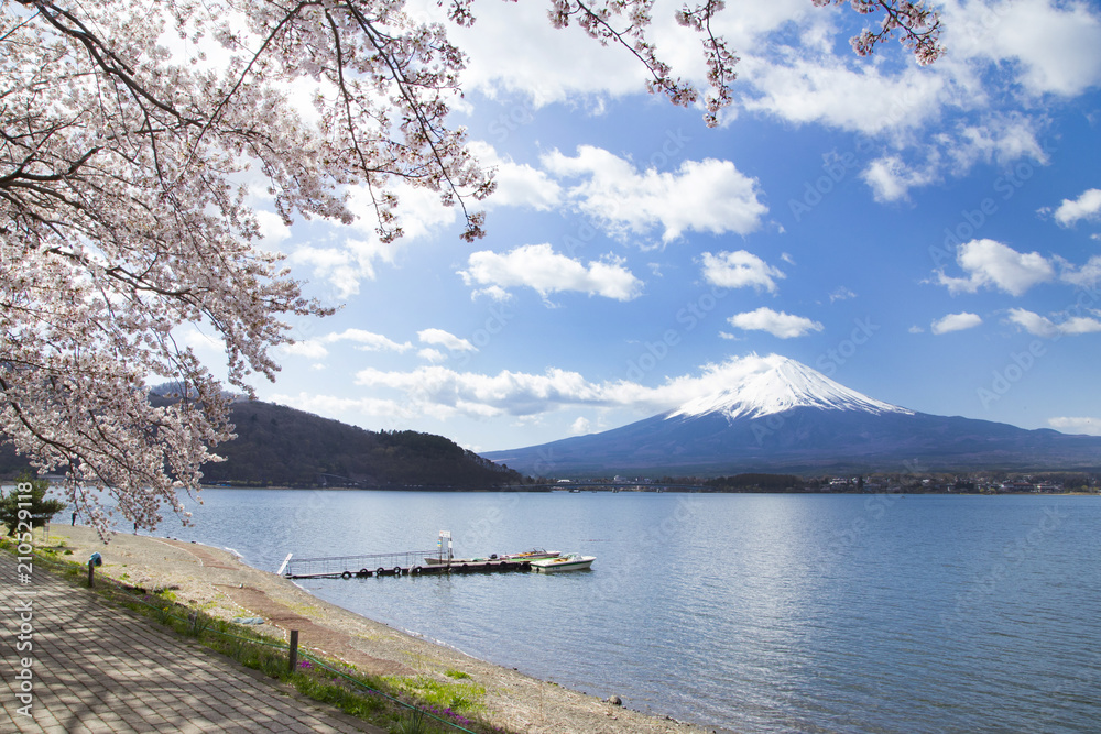 Cherry blossoms and Mt.fuji on the Kawaguchi Lake shore