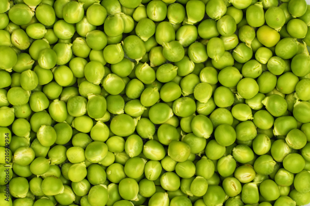 The harvest of fresh green peas. The concept of organic food. The harvest of fresh green peas. The concept of organic food.