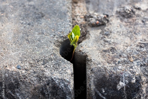 A small plant, which, regardless of what grows through the concrete structure. It shows its strength of will and desire for life, the desire for the impossible bypassing all difficulties.