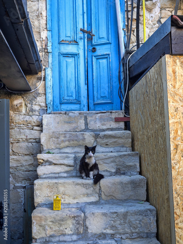 Cats on the street, Limassol, Cyprus