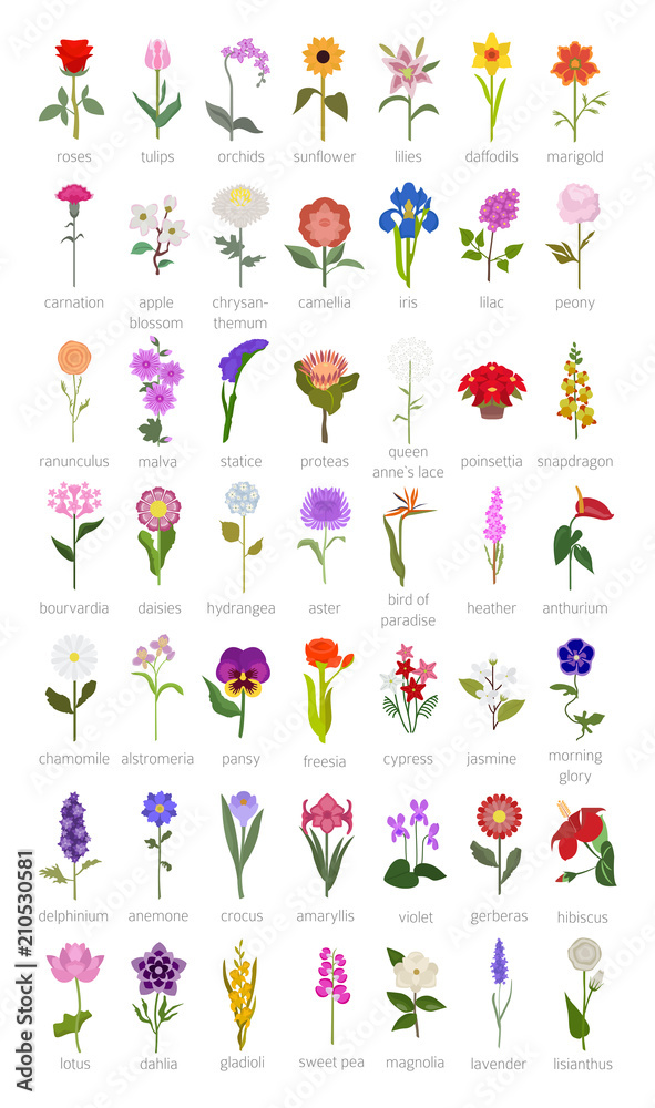 Your garden guide. Top 50 most popular flowers infographic Stock Vector ...
