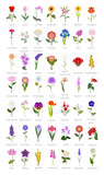Your garden guide. Top 50 most popular flowers infographic