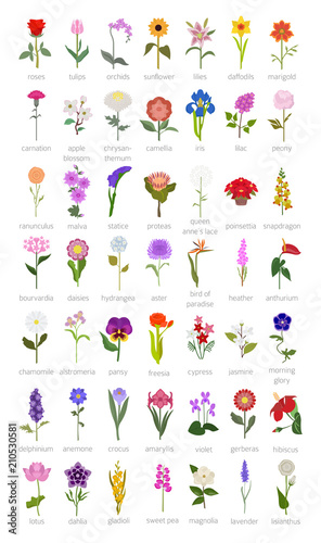 Your garden guide. Top 50 most popular flowers infographic