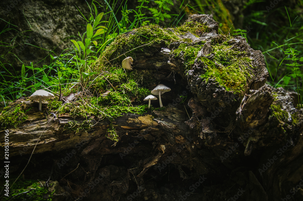 Obraz premium small mushrooms on an old stump with green moss