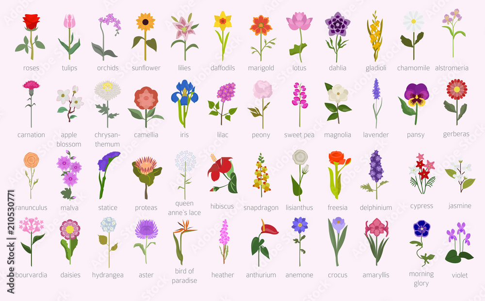 Fototapeta premium Twój przewodnik po ogrodzie. Top 50 najpopularniejszych infografiki kwiatów