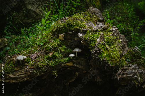 small mushrooms on an old stump with green moss