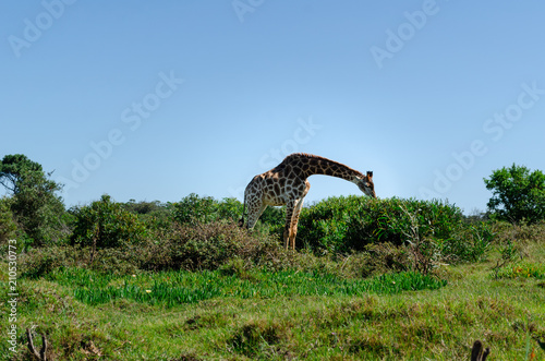 Giraffe eating leaves, Giraffe standing in bushes and eating, Game park, South Africa