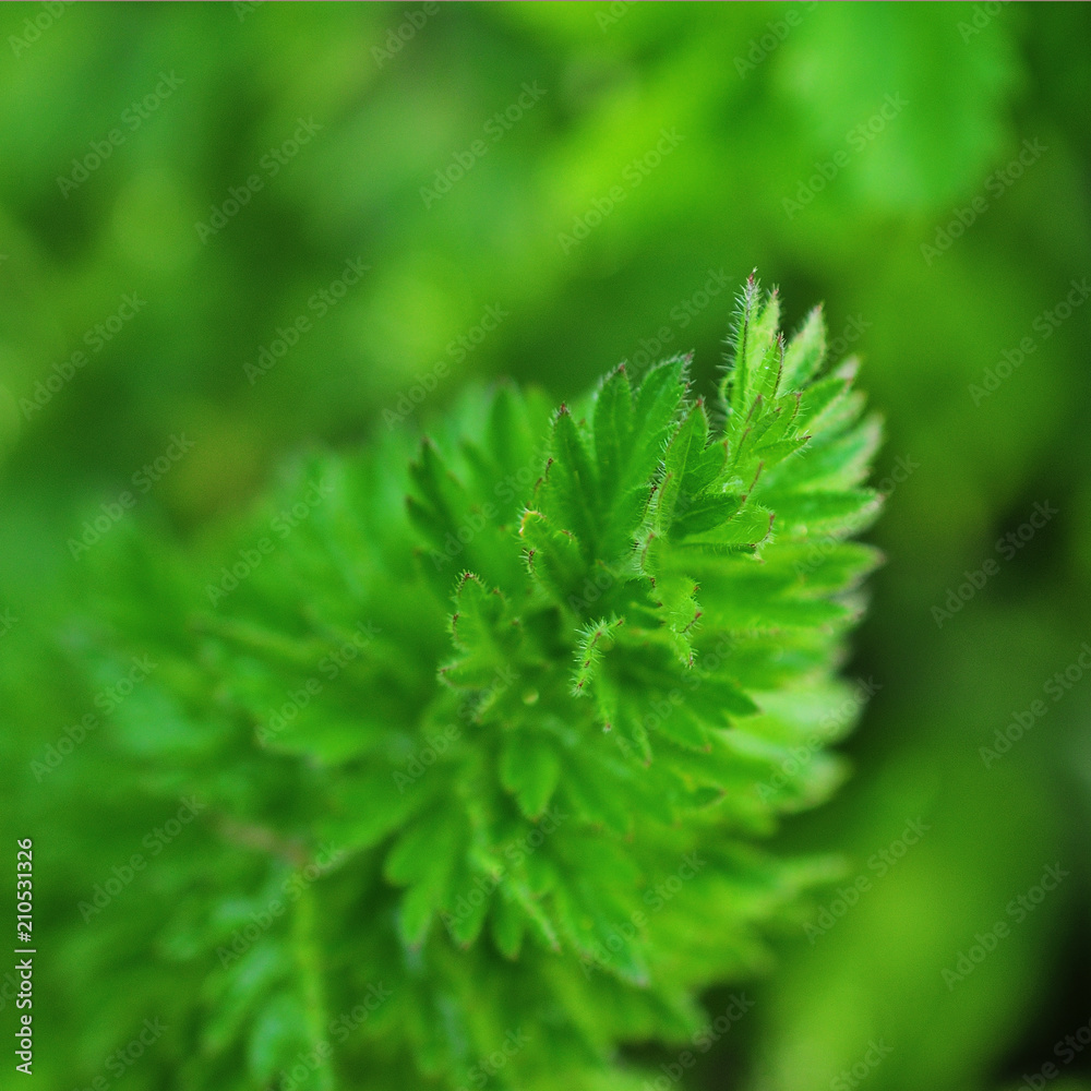 Green leaf background Green leaf background
