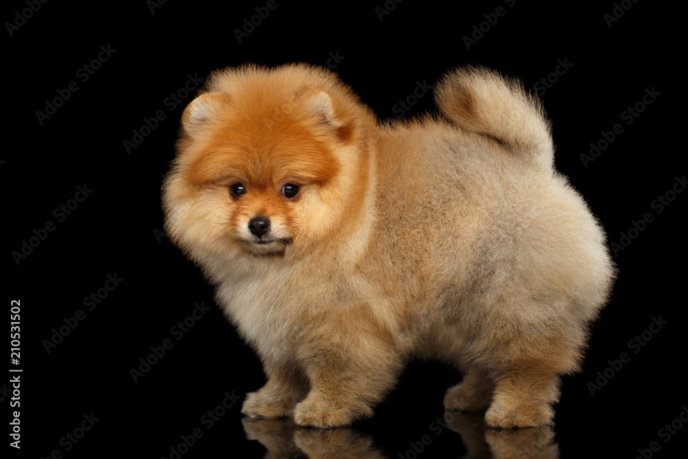 Groomed miniature Pomeranian Spitz puppy Standing and Looking at camera on black isolated background, side view Groomed miniature Pomeranian Spitz puppy Standing and Looking at camera on black isolated background, side view